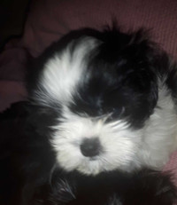 LEAP  YEAR PUPS (ONLY 2 LEFT)- 4 Femaĺe Shih-Poo pups