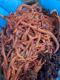 Red wiggler compost worms