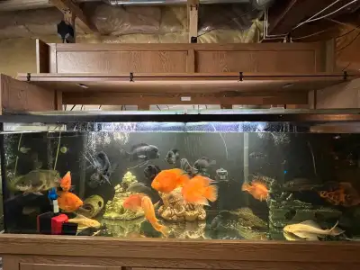 Assorted Cichlids for sale, View more