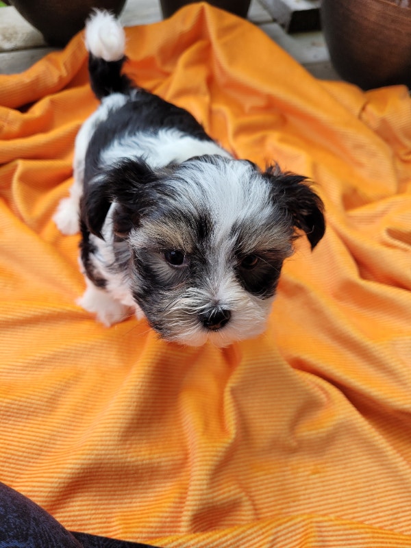Adorable morkie puppies Dogs & Puppies for Rehoming City of Halifax