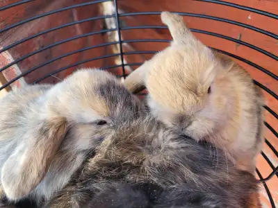 Holland Lop Bunnies, View more