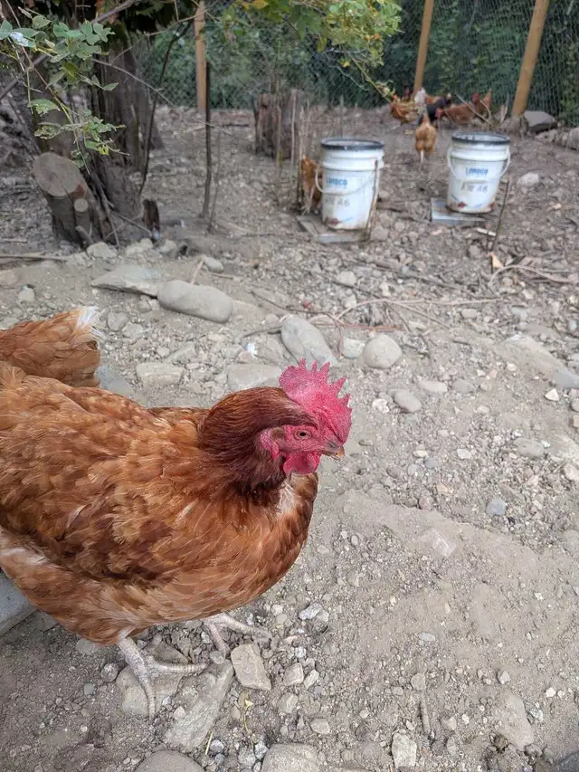 2.5 year old Hens in Livestock in Vernon - Image 3