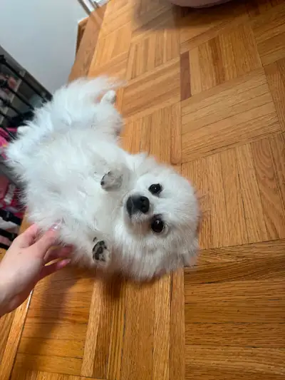 Rehoming our 1 year old pure pom. We just have a baby so we can’t take good care of him. Looking for...
