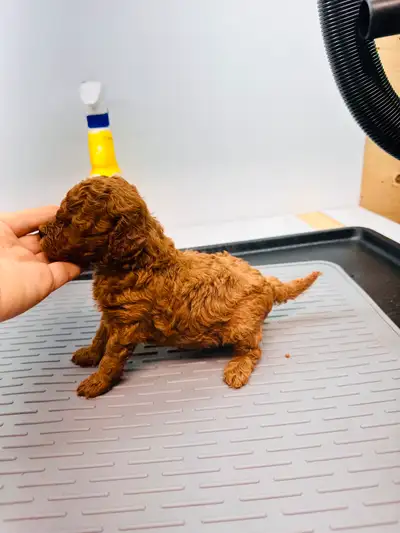 Pure Toy Poodle Puppies, Hypoallergenic,non-shed.Genetic guarant, View more