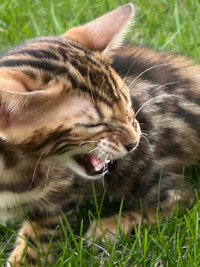  Registered Bengal Kittens - brown, mink, and blue