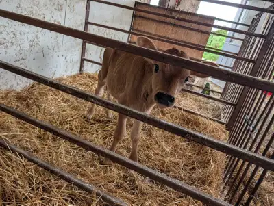 jersey bull calf, View more