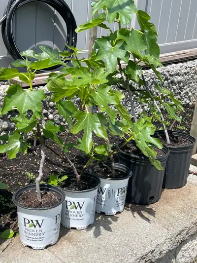 I have some Turkey brown fig tree for sale, it will give you big sweet juicy fruit. 6 inch pot 18 in...