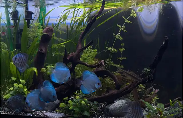 Blue Diamond and Cobalt Discus in Fish for Rehoming in London - Image 4