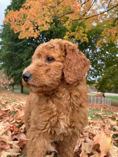 Golden Doodle Puppy, View more