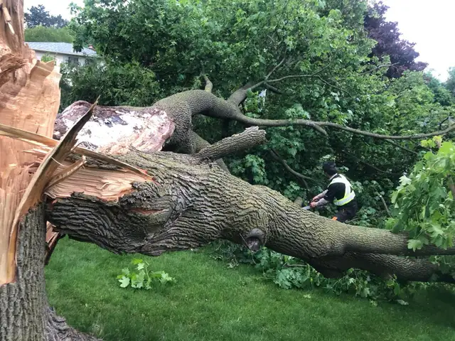 TOP-RATED TREE SERVICE IN GTA – FAST, SAFE & AFFORDABLE! in Lawn, Tree Maintenance & Eavestrough in City of Toronto - Image 4