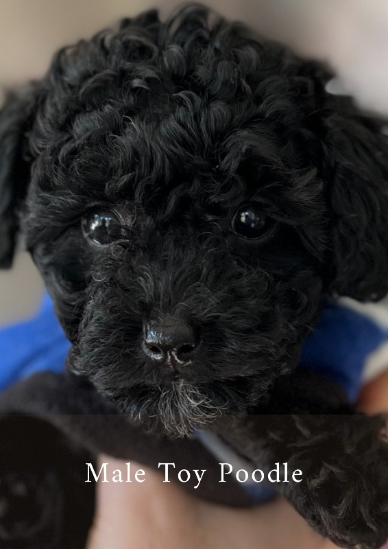 ❤️CKC Toy Poodle Puppies❤️ in Dogs & Puppies for Rehoming in Comox / Courtenay / Cumberland - Image 2