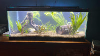 Aquarium de 20 gallons avec axolotls