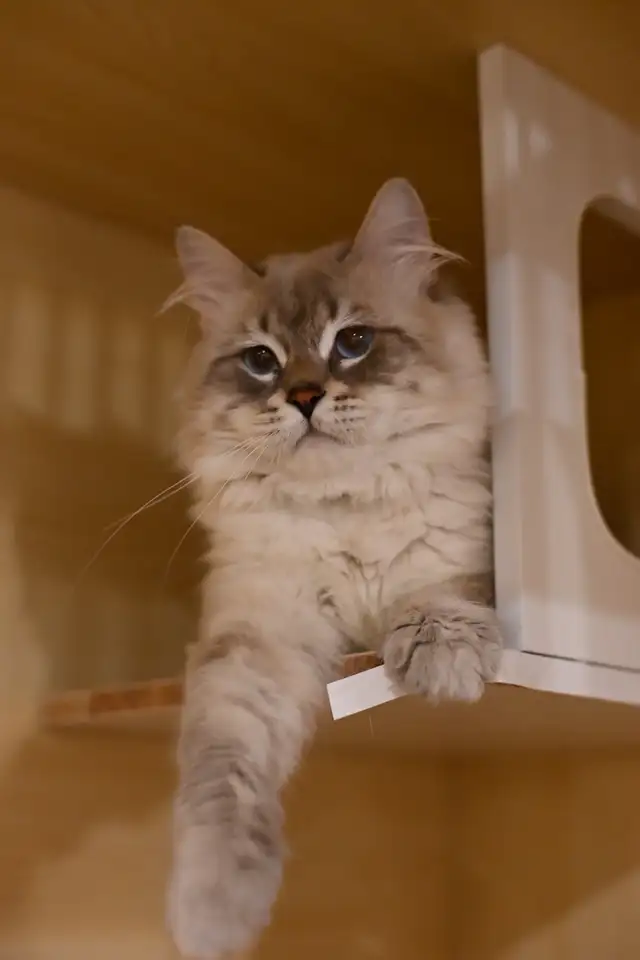 Pedigree Siberian Kittens in Cats & Kittens for Rehoming in Delta/Surrey/Langley - Image 6