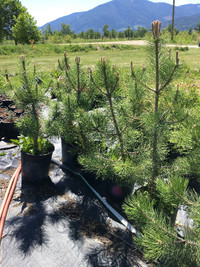 Scotch Pine Trees 20$ Each (Creston)