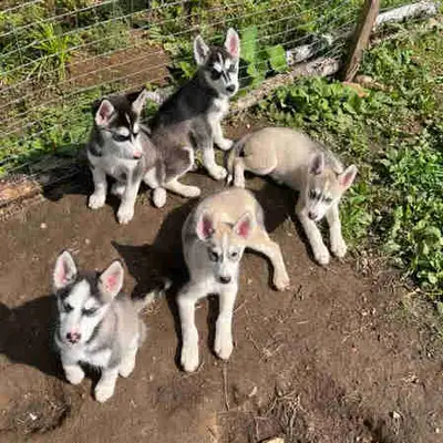 chiots husky sibérien, View more