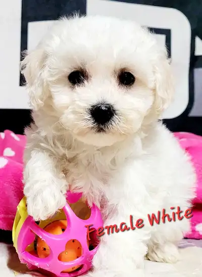 Beautiful Bichon Frise puppies, View more