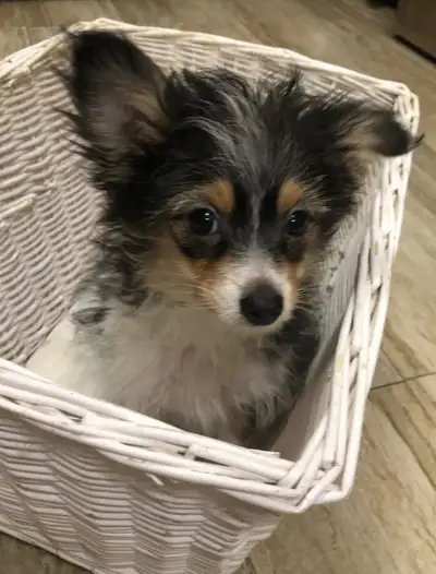 Pom x puppies, View more