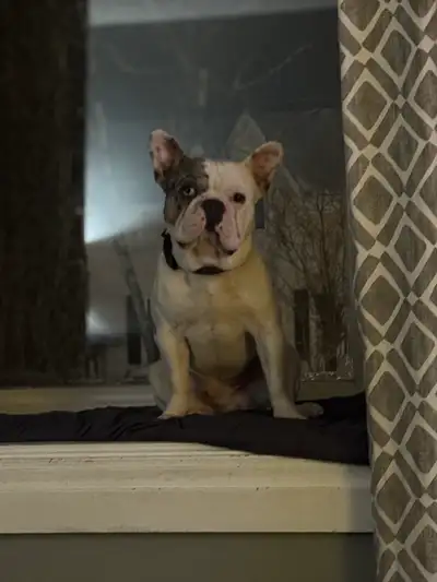 French bulldog , View more