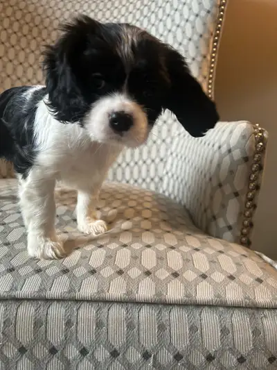Daisy’s Pups are here! Ready for her new home:) 1 Girl- Available Born: April 16/2025 Puppies come w...