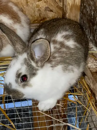 Meat Rabbits & Babies (Kits), View more
