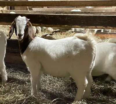 Chevrettes Boer, View more