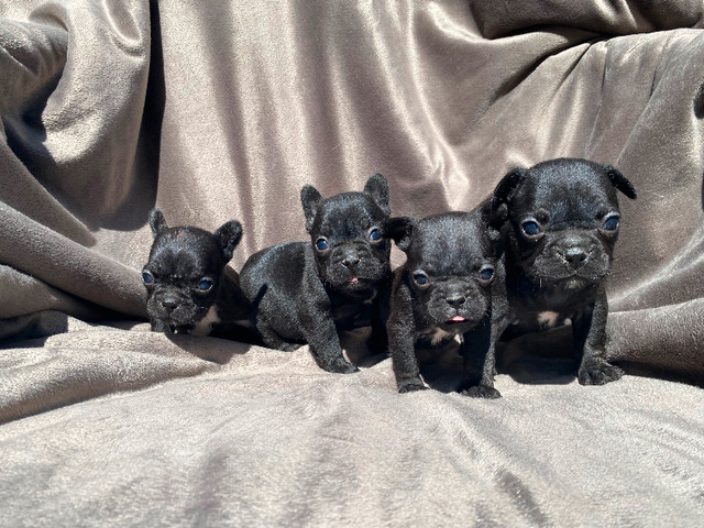 Quality French bulldog puppies in Dogs & Puppies for Rehoming in Barrie - Image 2