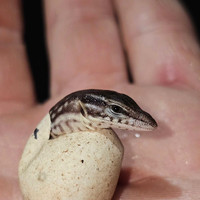 Ackie monitor hatchlings 