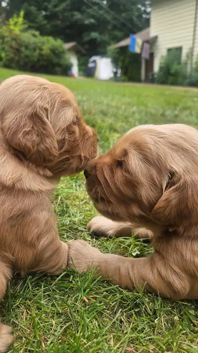 Purebred golden Retriever, View more
