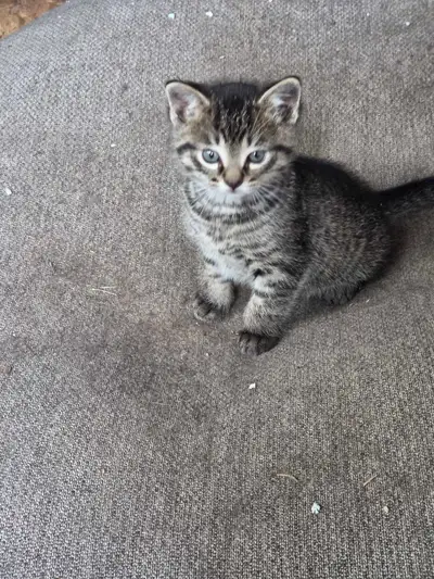 kittens for sale, View more