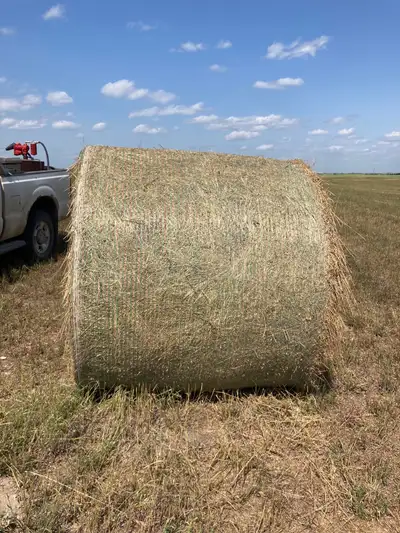 70- 2024 alfalfa brome bales Net wrapped ~1500lbs Located north of Markinch Will load Call or text 3...