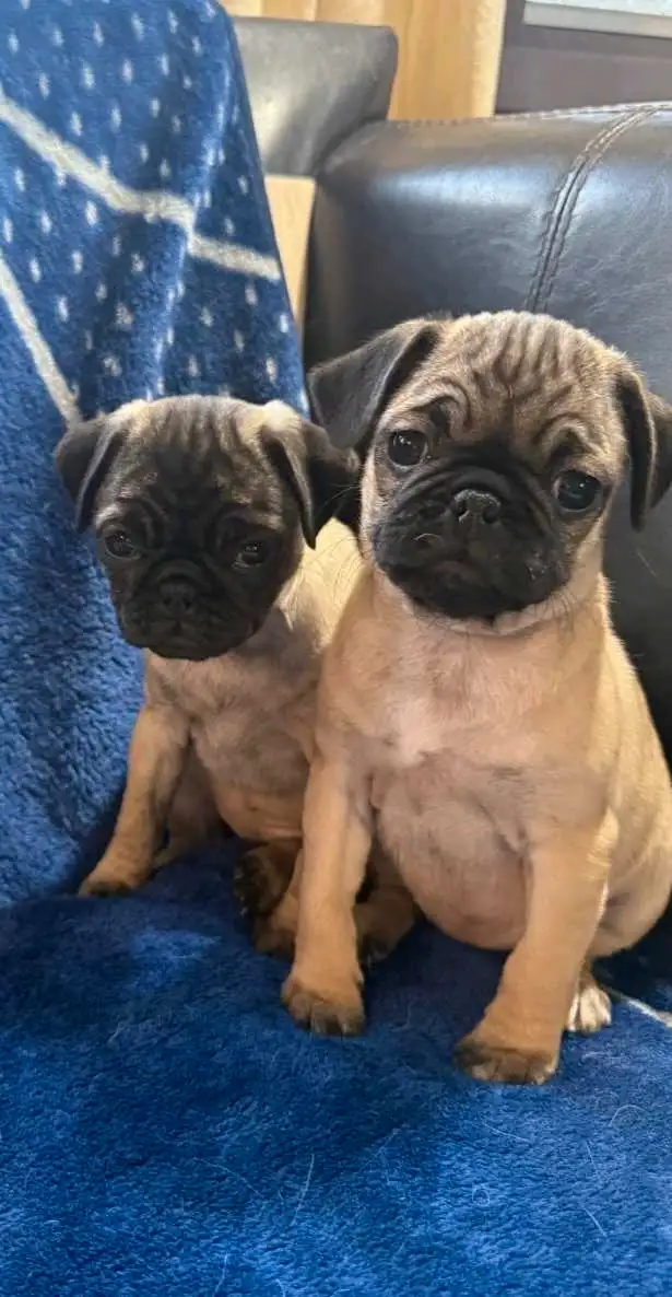 Pug Puppies in Dogs & Puppies for Rehoming in Winnipeg - Image 5