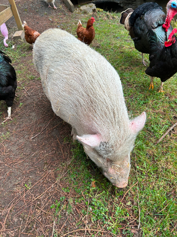 2 pot-bellied pigs in Livestock in Chilliwack - Image 2