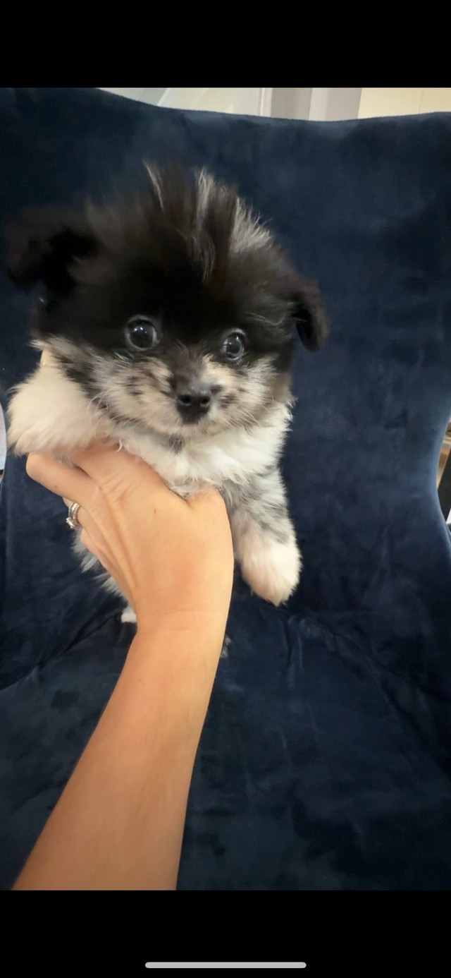 Merle Pomeranians in Dogs & Puppies for Rehoming in Markham / York Region - Image 3