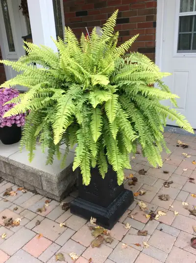 Boston ferns, View more