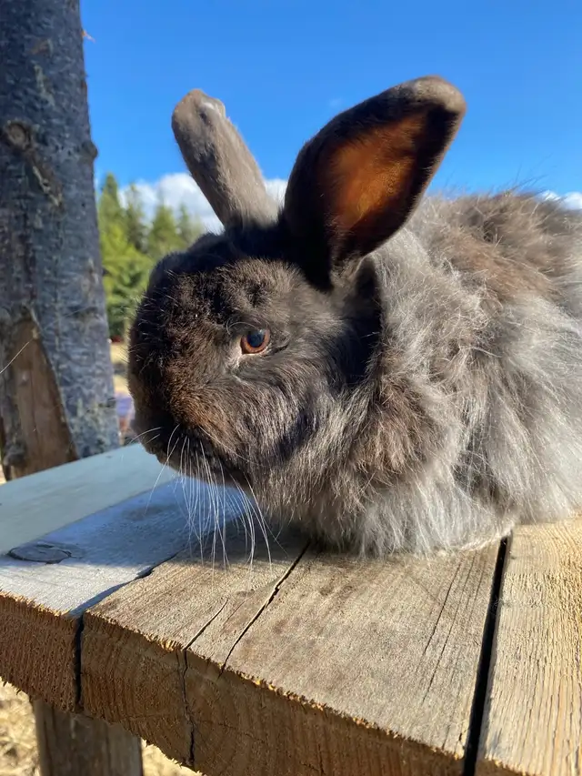Angora Rabbits  in Small Animals for Rehoming in Penticton - Image 3