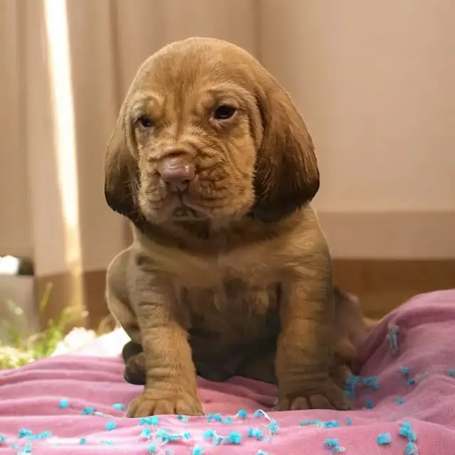 Purebred Bloodhound – CKC Reg, Champion OFA TEST READY TO GO in Dogs & Puppies for Rehoming in Cornwall - Image 4