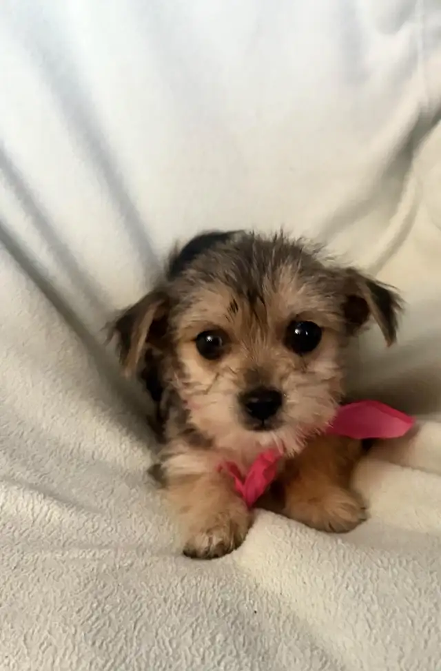 Yorkie Poo Puppies in Dogs & Puppies for Rehoming in London - Image 3