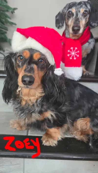 Dachshund puppies, View more