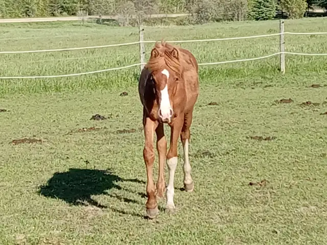 Yearling Arabian filly for sale in Horses & Ponies for Rehoming in Owen Sound - Image 8