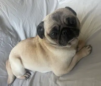 Female 5 yrs old Pug , light brown color