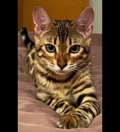 Chatte de Bengal Pure Race, View more