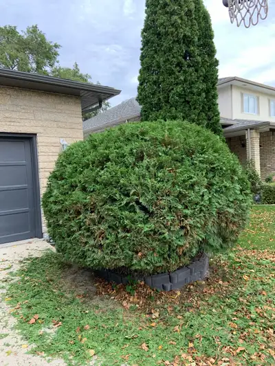 Offering small tree removal, pruning, and hedge trimming services. 6 seasons of experience working a...