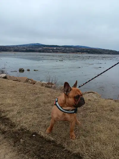 Education canine et promenades, View more