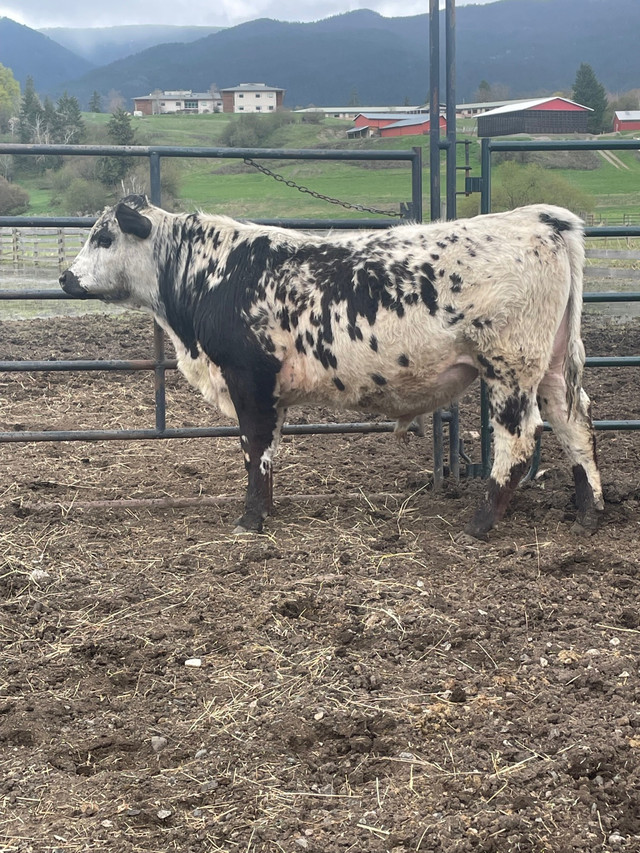 yearling bull  in Livestock in Vernon