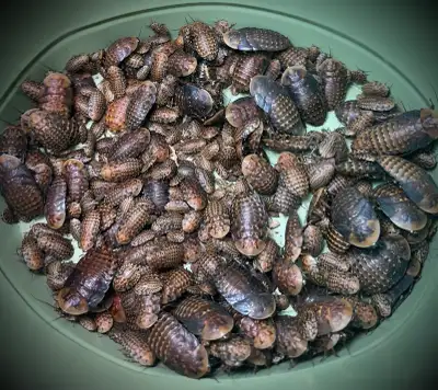 Feeders & Breeders - Live, View more