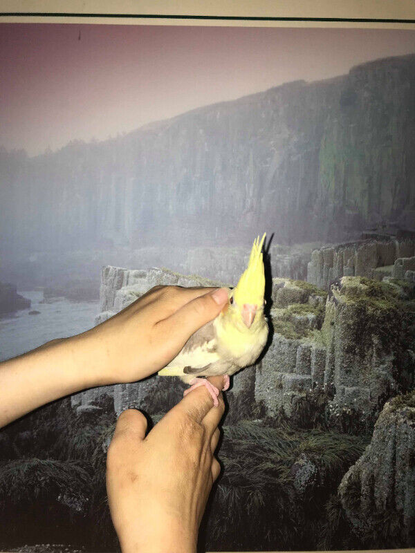 Jeune cockatiel panacher tres manipulable siffle,sociabilisé dans Oiseaux à adopter  à Ouest de l’Île - Image 3