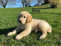 Purebred Golden Retriever Puppies ONLY 2 BOYS & 1 GIRL