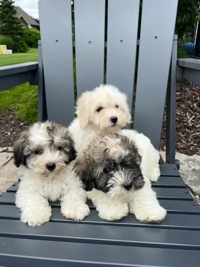 Beautiful Havachon Puppies, View more