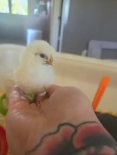 Easter egger chicks available. 1 week old. $15 for all. Located outside of Lucknow