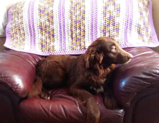 AUSTRALIAN SHEPHERDS!! in Dogs & Puppies for Rehoming in Owen Sound - Image 3